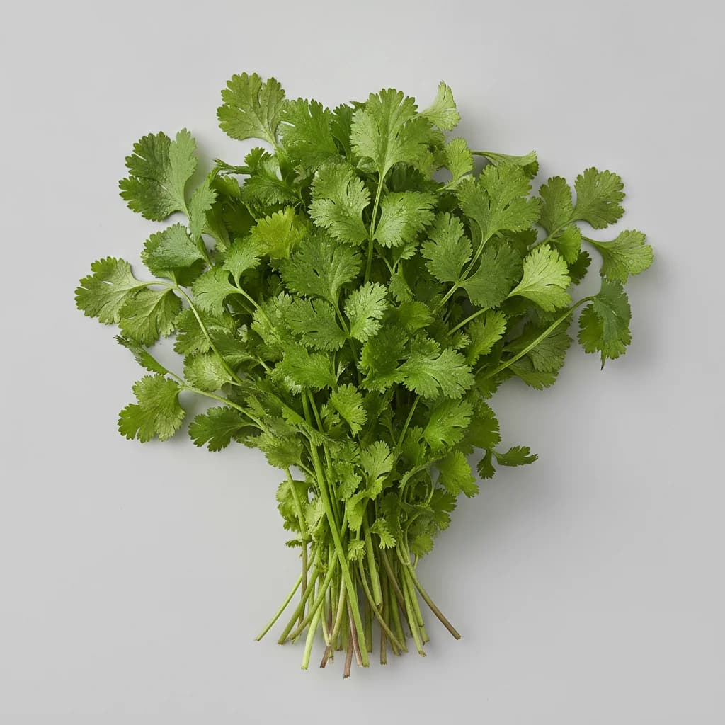 Cilantro